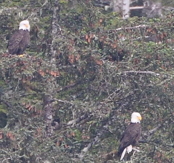 eagles in tree
